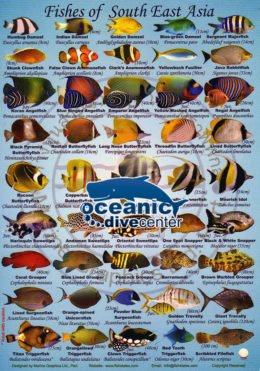 Fish ID Slates & fish ID poster at Oceanic Dive Center – Oceanic