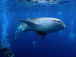 oceanic dive center phuket whale shark
