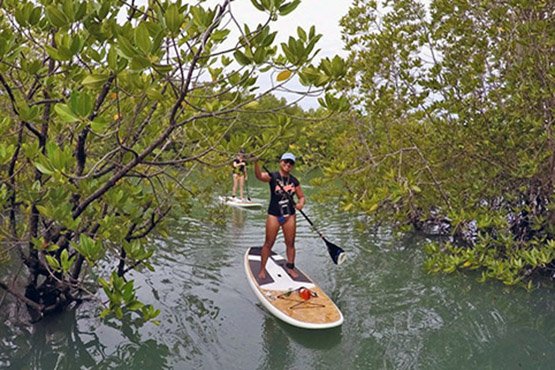Paddle through the mangroves